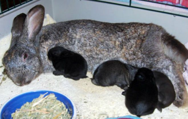 Как спариваются и размножаются кролики: как правильно случать их дома