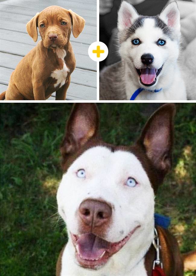 Необычные помеси собак фото с названиями