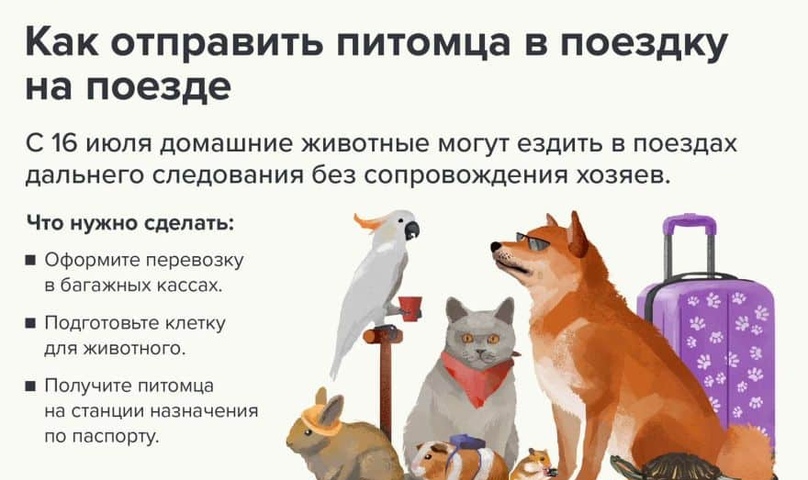 Провоз собаки в поезде по россии – правила, документы | блог ветклиники "беланта"