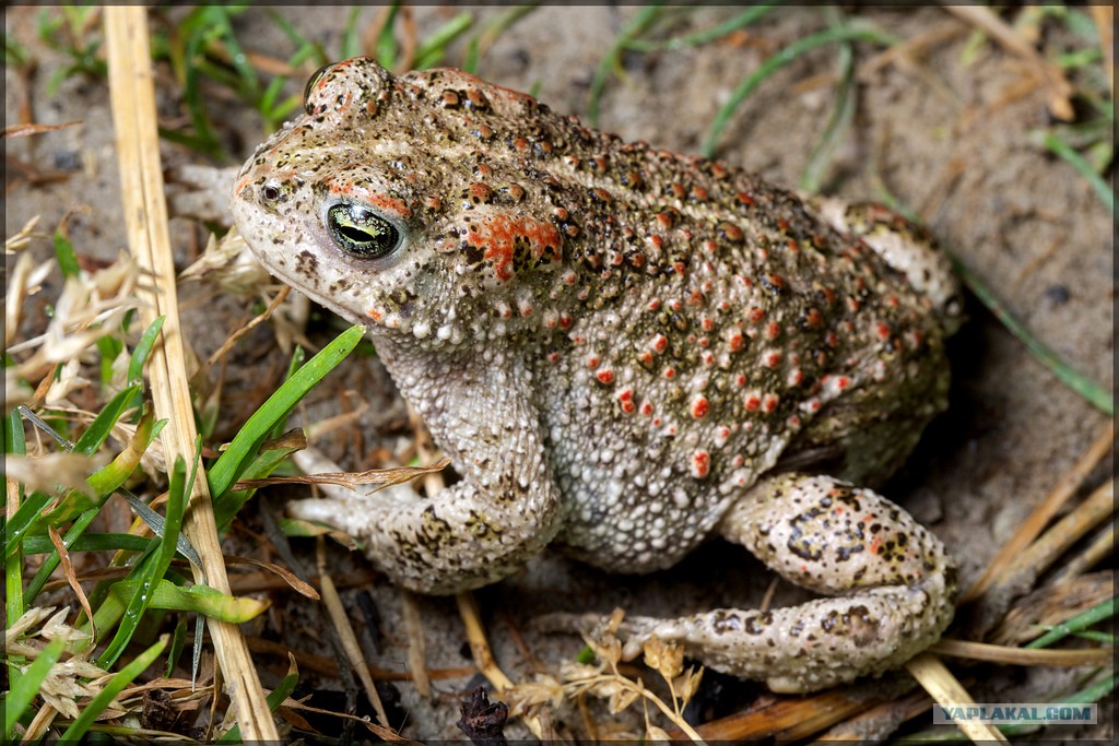 Камышовая жаба — представитель красной книги