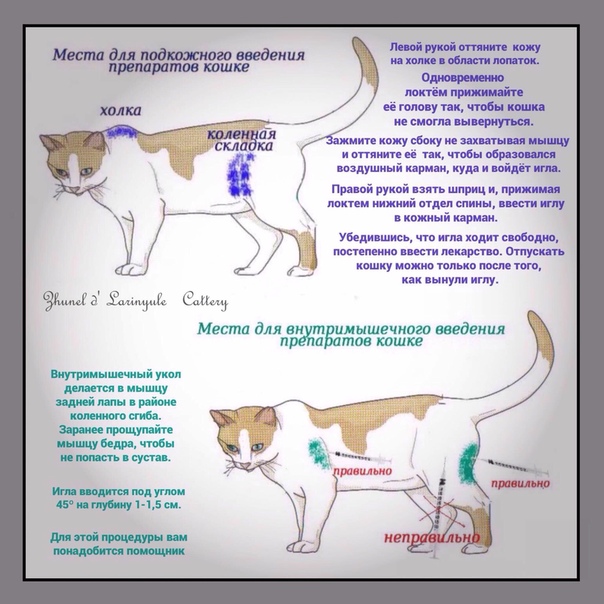 У кошки атаксия – не повод для эвтаназии