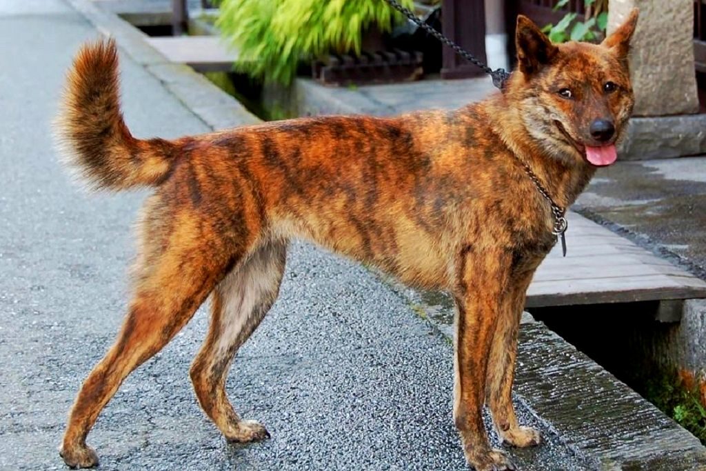 Каи (каи-ину, таро, каи-кен, тигровая собака): описание породы с фото и видео