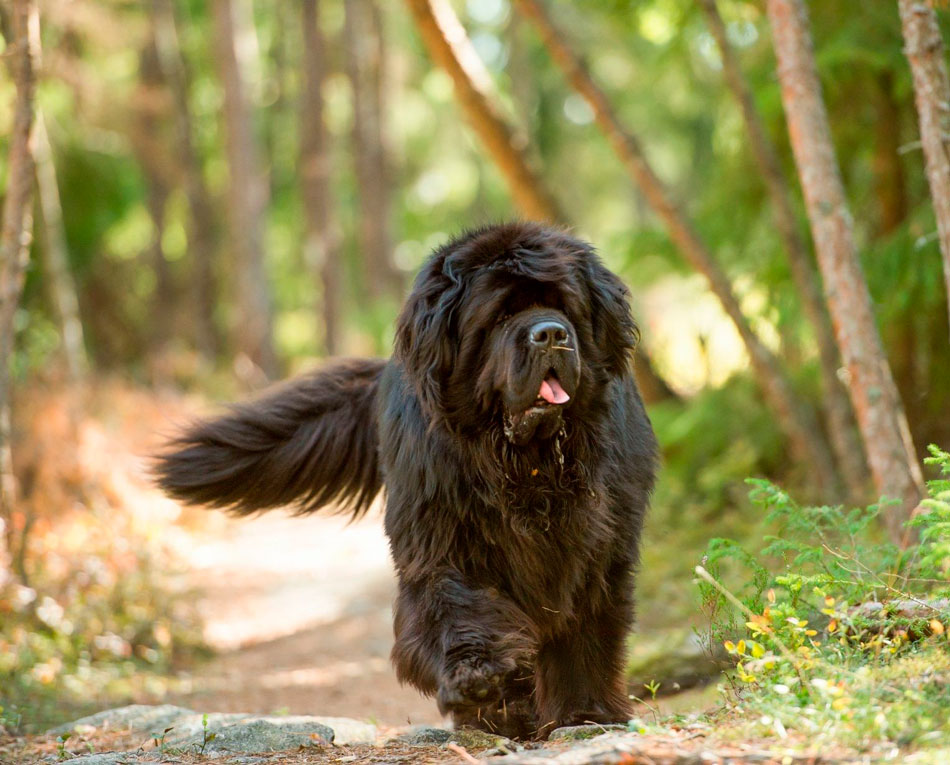Ньюфаундленд: роскошный и молчаливый гигант - интересное про собак