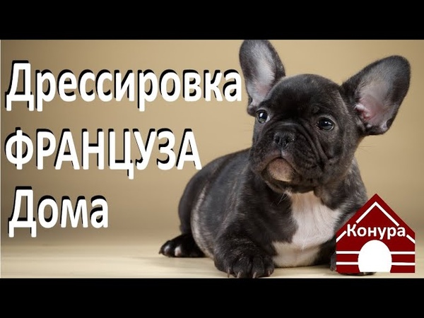 Дрессировка и воспитание французского бульдога в домашних условиях | собаки мира