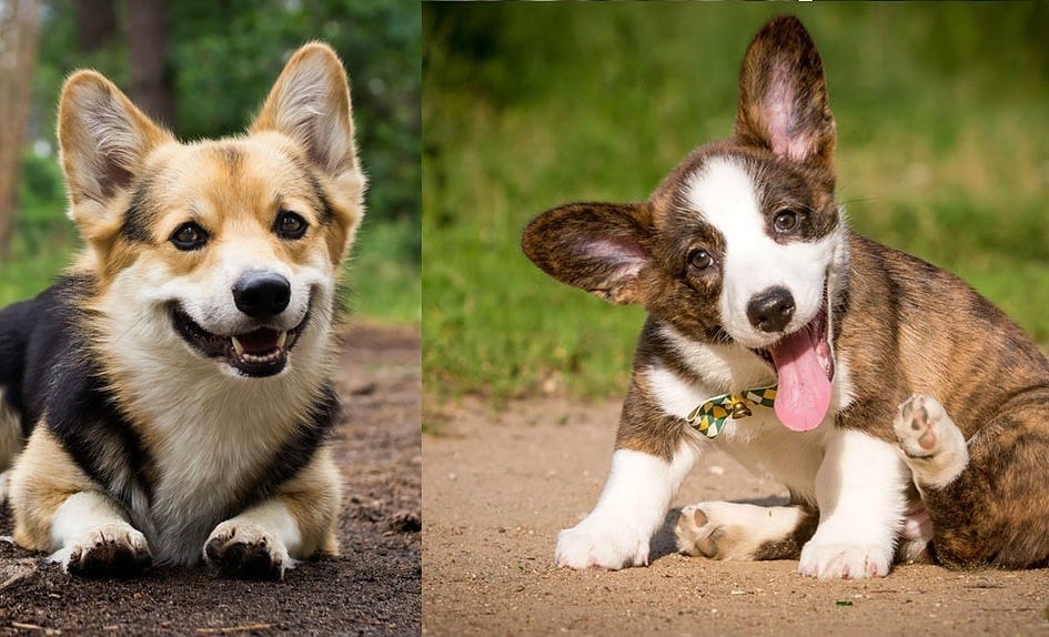Отличия собак вельш-корги кардиган и пемброк: особенности питомцев и их сравнение по нескольким характеристикам