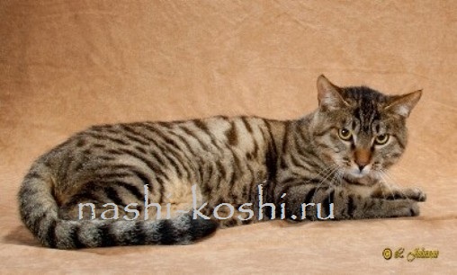 Китайская или гобийская серая кошка