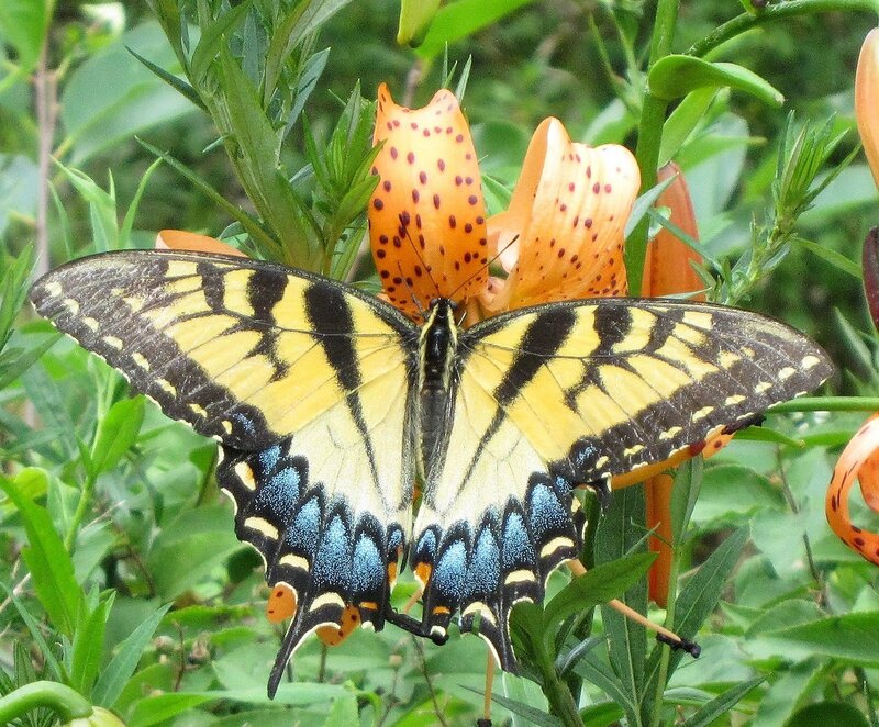 Фото самых красивых бабочек с названиями и описанием