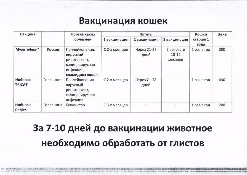 Профилактические прививки для кошек, виды вакцинации и сроки проведения | блог ветклиники "беланта"