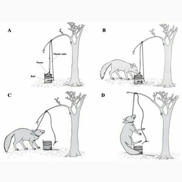 Как снять кота с дерева: прикорм, лазерная указка