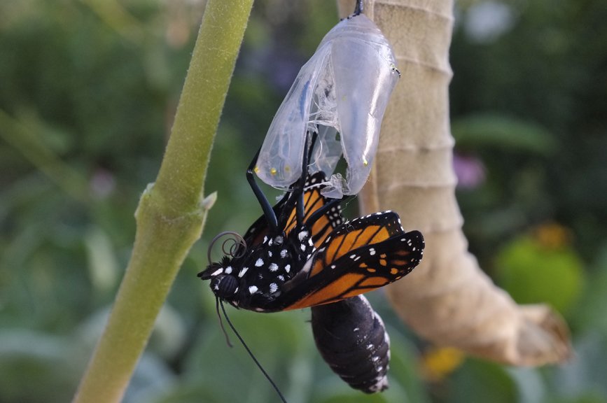 Как питаются бабочки — что едят в дикой природе и в домашних условиях?