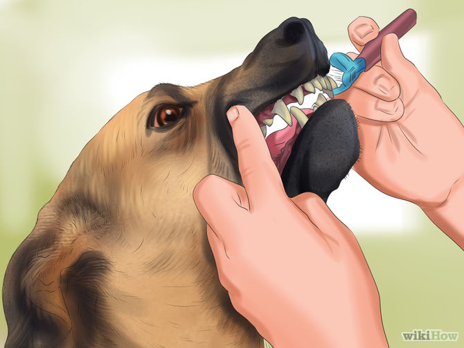 Как избавиться от собачьего запаха , если собака стала сильно пахнуть? | hill's pet