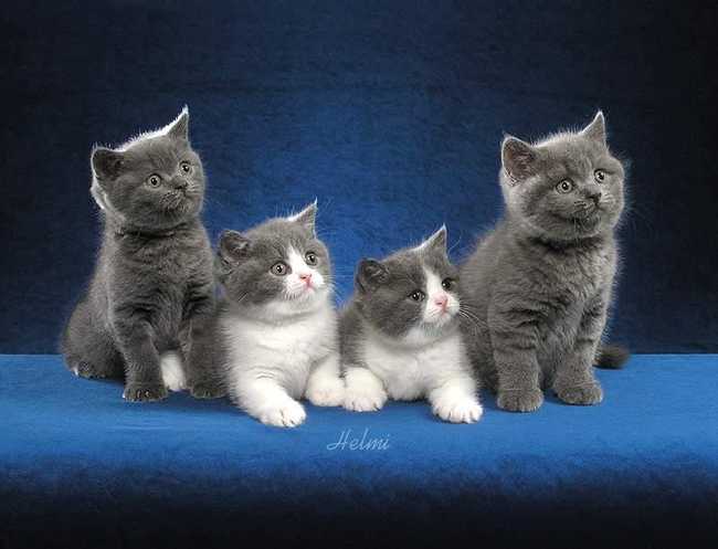 Самые маленькие дикие кошки в мире: топ-10