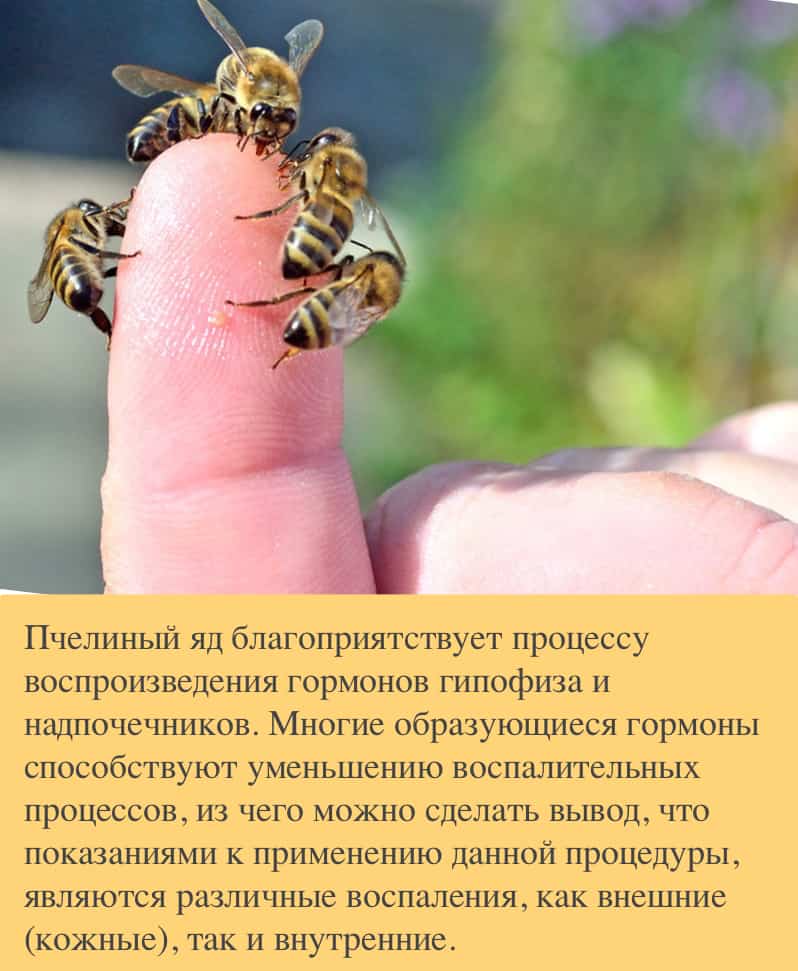 Кошку ужалила оса в лапу что делать