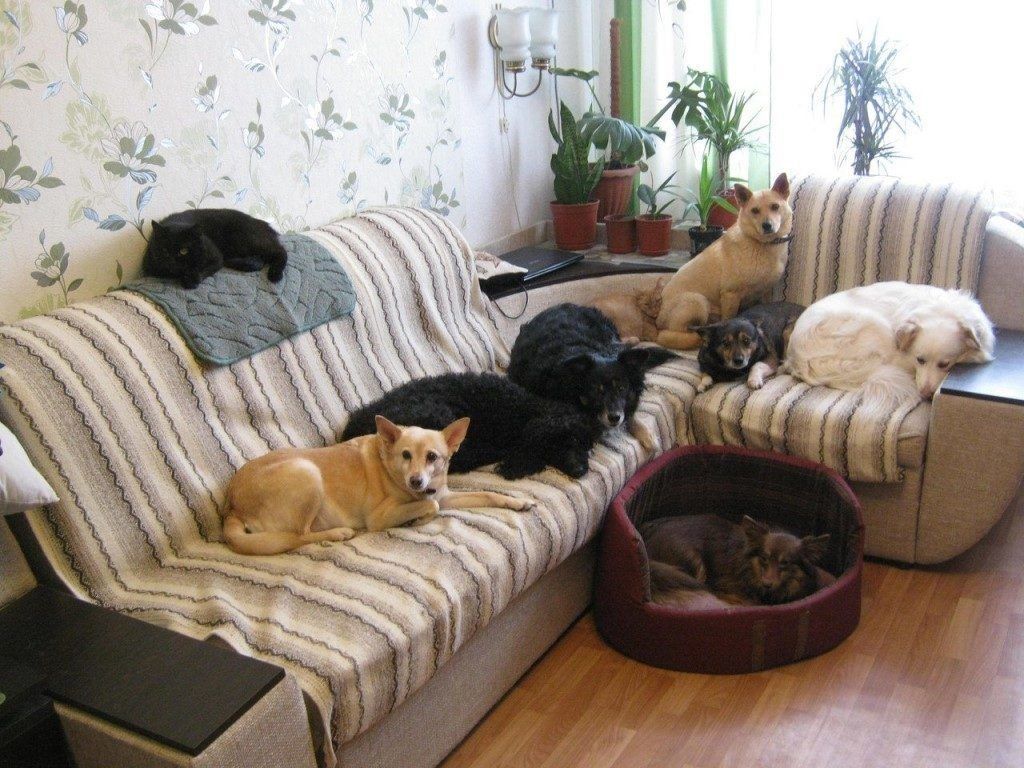 Как сохранить ремонт в квартире, когда у домашних животных свое понимание комфорта - gafki.ru