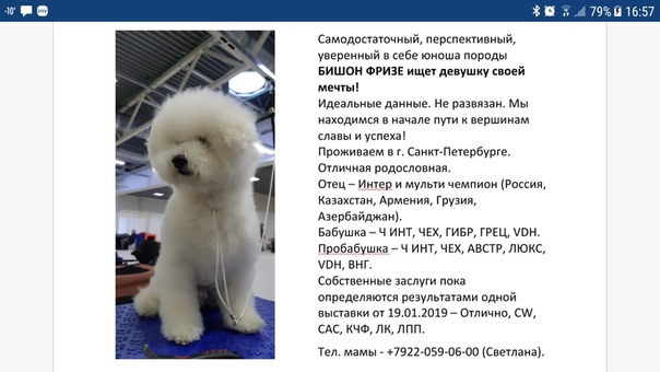 16 плюсов и минусов породы бишон фризе
