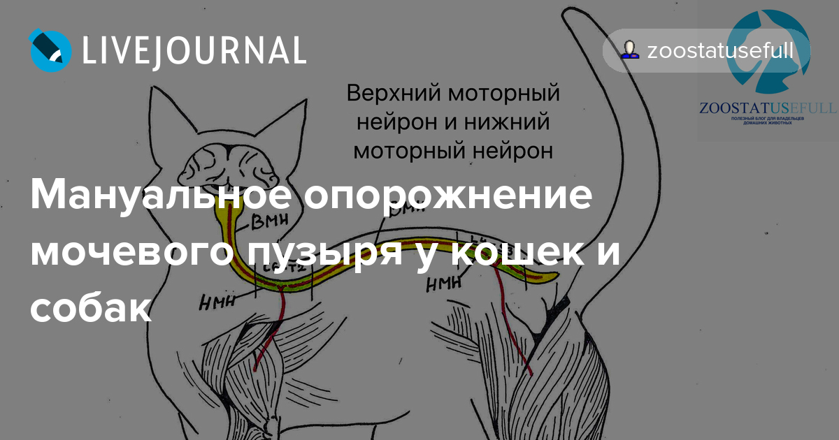 Идиопатический цистит у котов - причины, симптомы, лечение | ветклиника зоостатус
