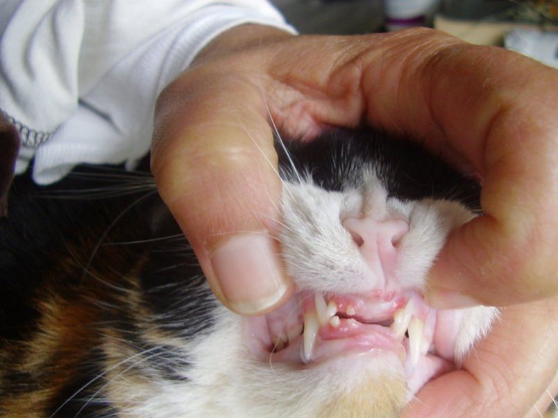 Молочные зубы у кошек