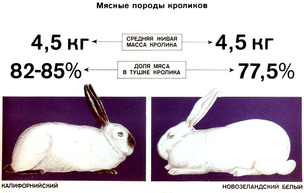 Весы кролик какие. Вес Калифорнийского кролика в 2 месяца. Вес кролика калифорнийской породы. Кролики мясной калифорнийской породы. Калифорниец кролик вес.