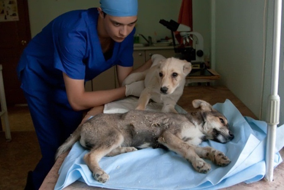 Парвовирусный энтерит у собак и щенков: о симптомах и возбудителе - здоровье животных | сеть ветеринарных клиник, зоомагазинов, ветаптек в воронеже