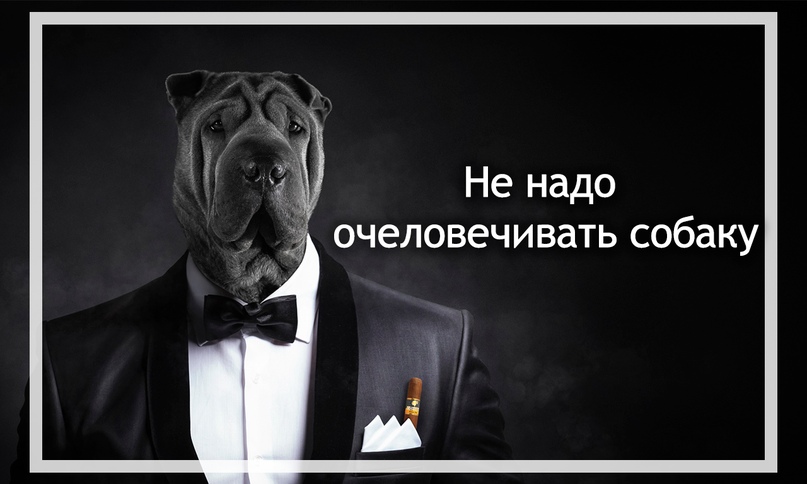 ᐉ как изменить деструктивное поведение собаки - ➡ motildazoo.ru