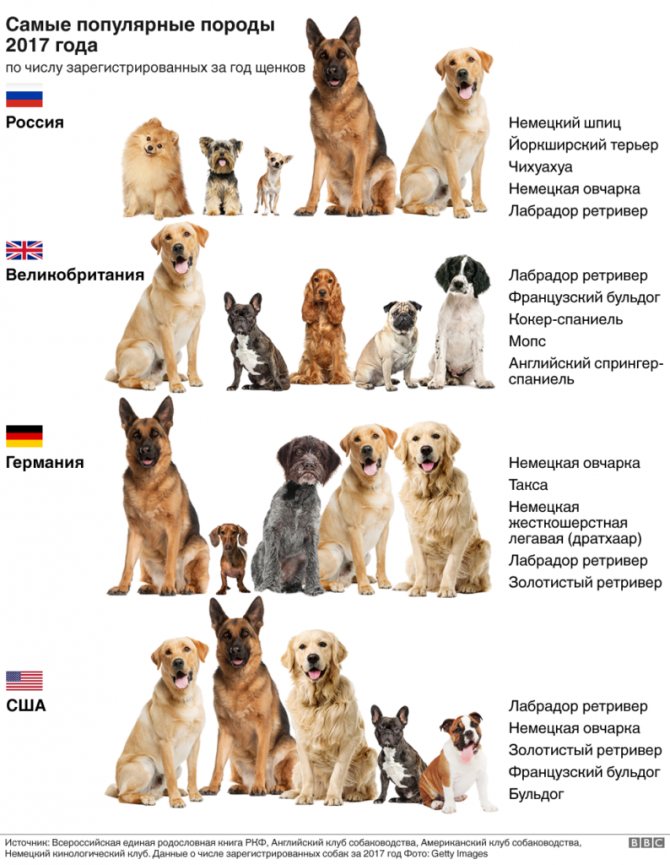Все русские породы собак фото — сайт эксперта по животным — howmeow