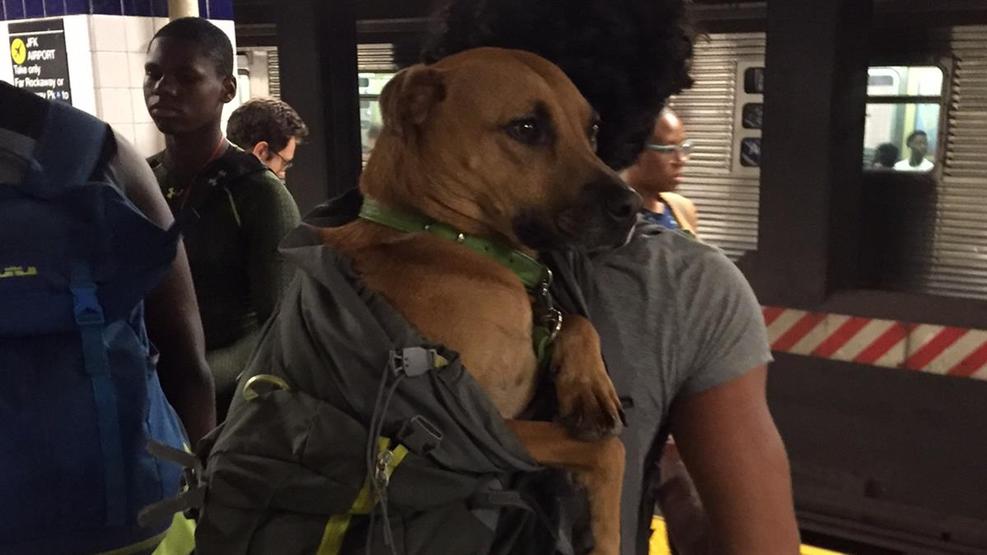 Как правильно перевозить собаку в метро, чтобы не нарушить закон