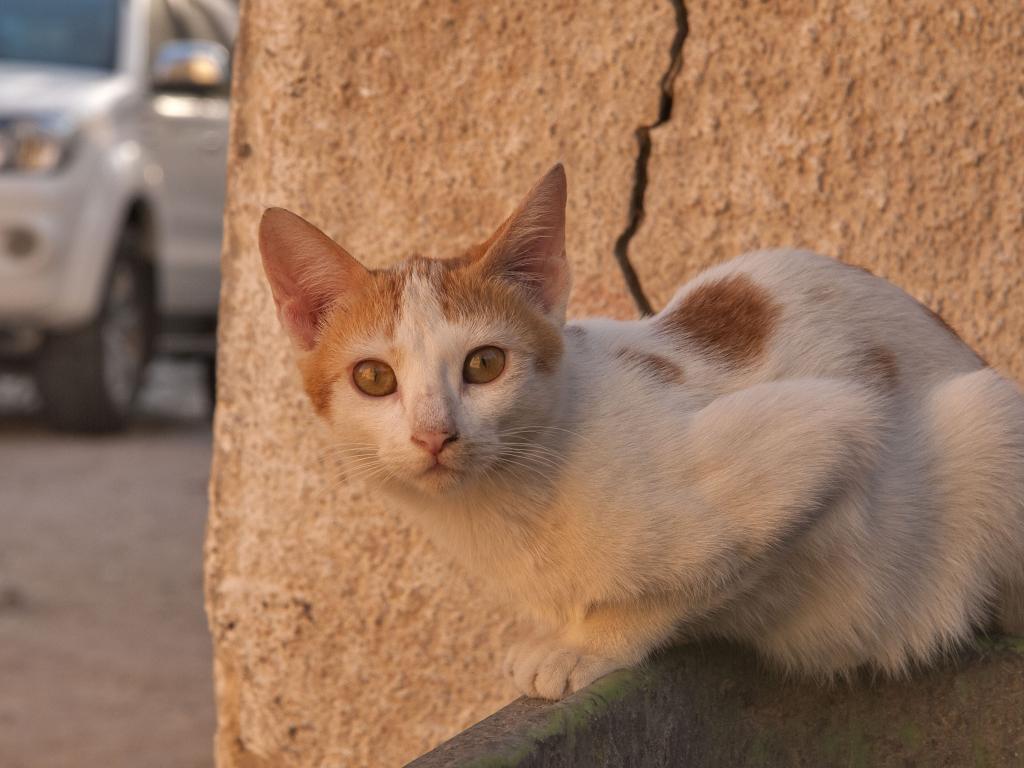 Порода кошек аравийский мау – правила ухода и содержания
