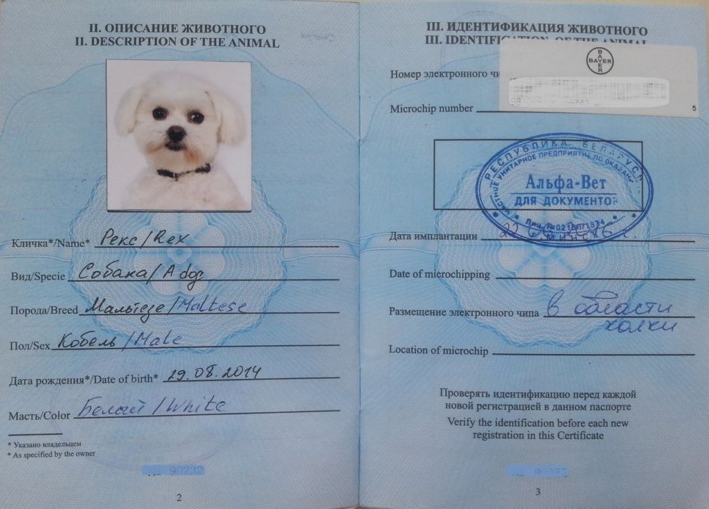 Вопрос юристу: какие документы нужны, чтобы вывезти животное за границу?