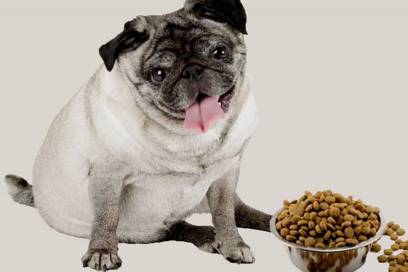 Как и чем кормить щенка мопса: меню по возрастам