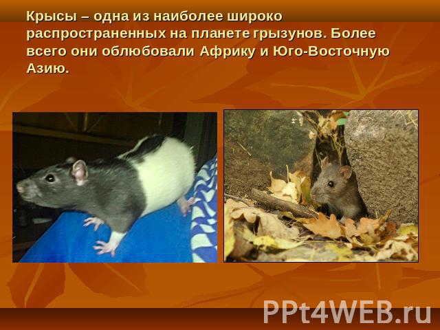 Чем опасны крысы для человека: как защитить себя от них