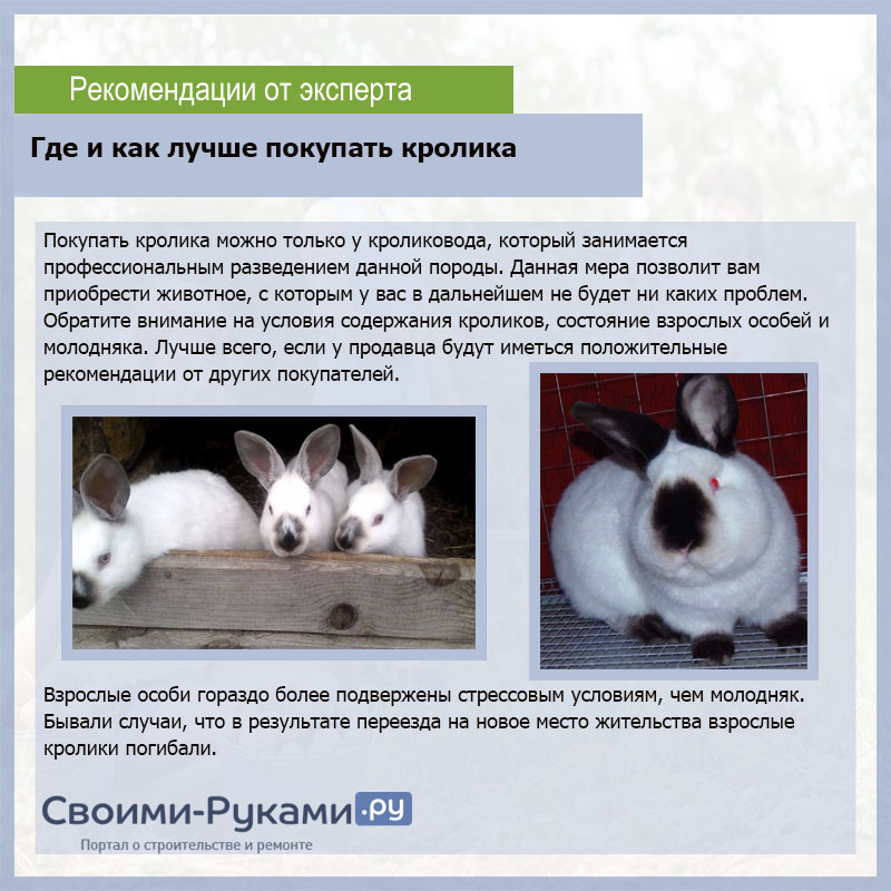 Карликовый кролик: размеры и возраст