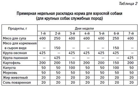 Основные правила питания для такс разных возрастов