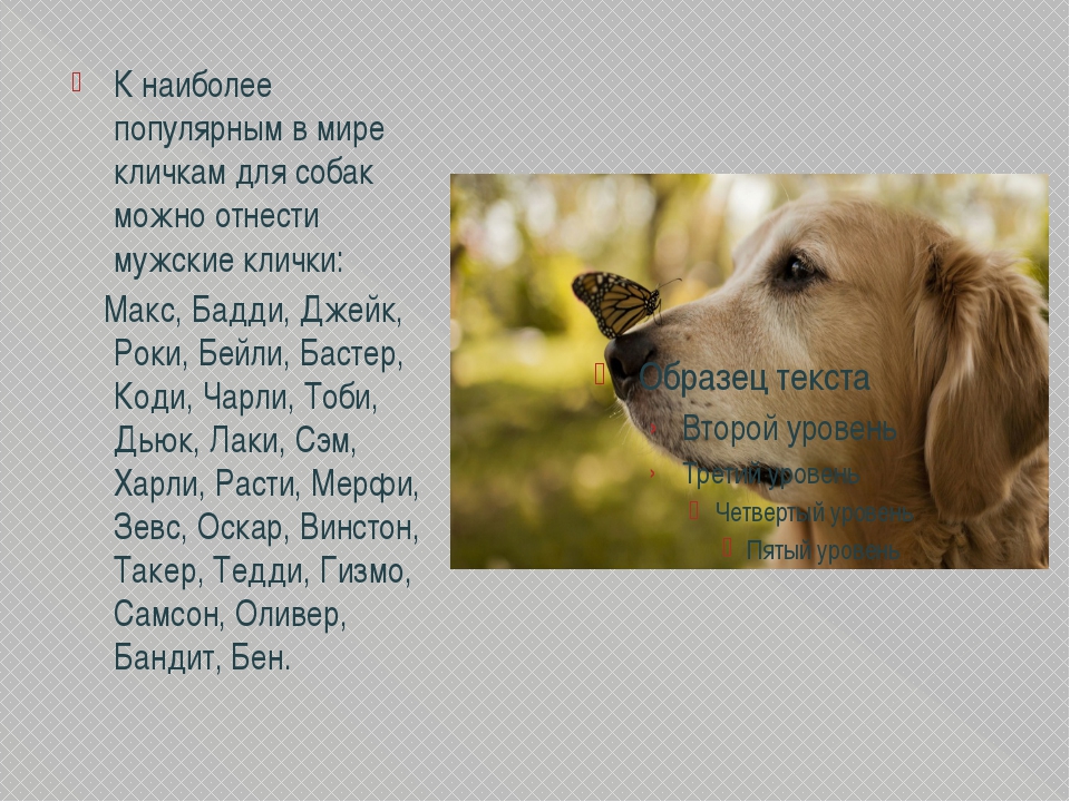 Клички для собак-мальчиков: красивые собачьи имена. как можно назвать щенка? легкие и редкие клички для кобелей, прикольные и необычные мужские имена со значением