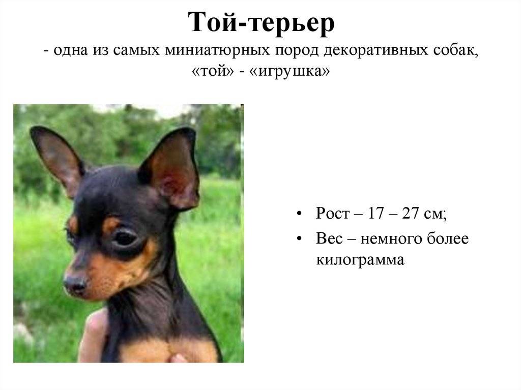 Проект той терьер