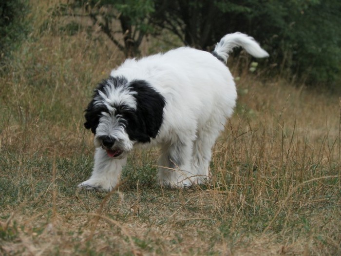 Порода собак польская подгалянская овчарка и ее характеристики с фото