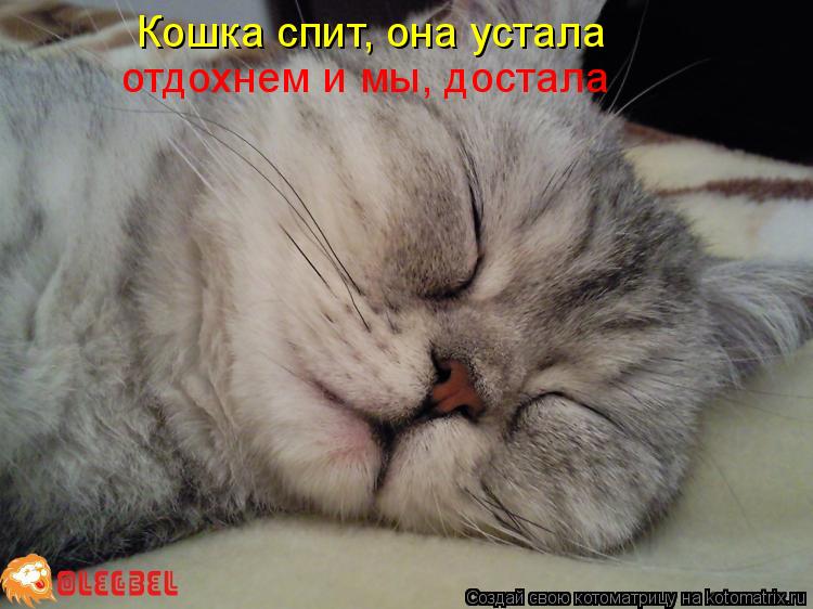 Зачем кошка будит хозяина по ночам - gafki.ru