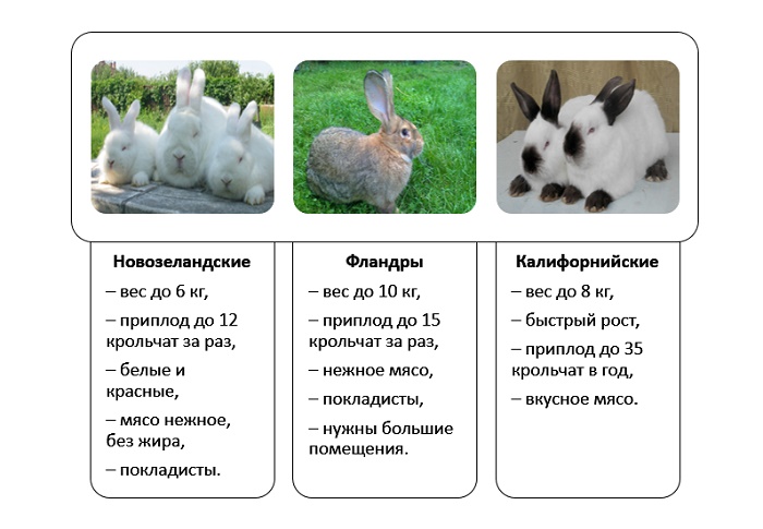 Обзор декоративных пород кроликов