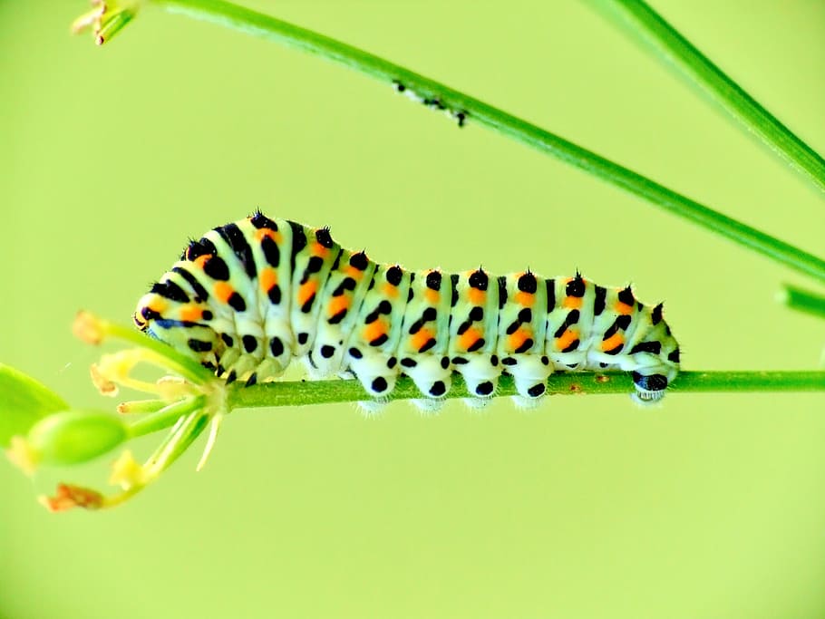 Превращение гусеницы в бабочку
