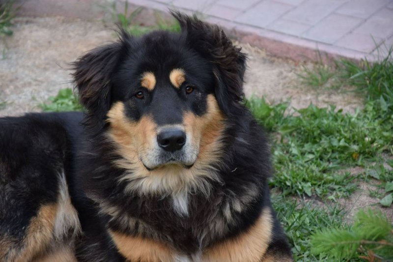Бурят-монгольские волкодавы (36 фото): кто такие хотошо? описание породы собак, подходящие клички для щенков, отзывы владельцев