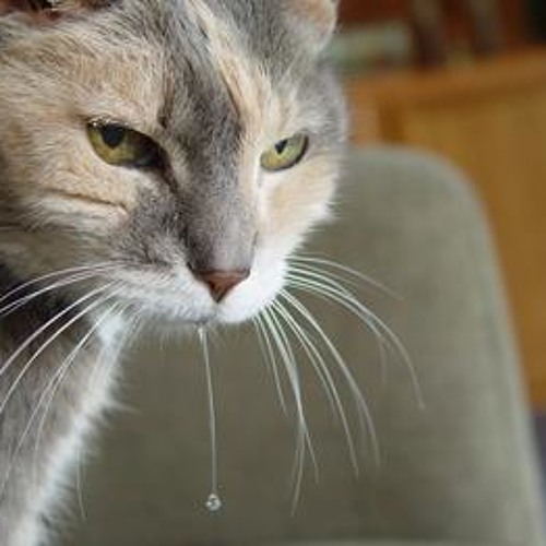 Лечение гингивита у кошек – эффективные методы