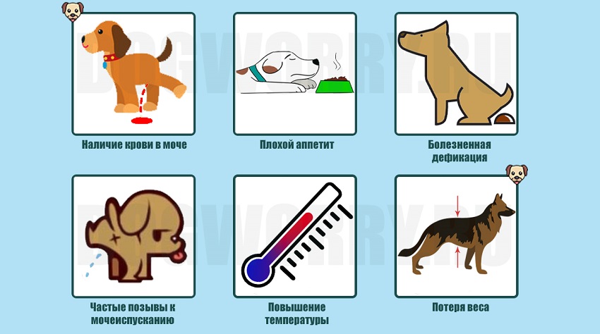 Профилактика и лечение цистита у собак