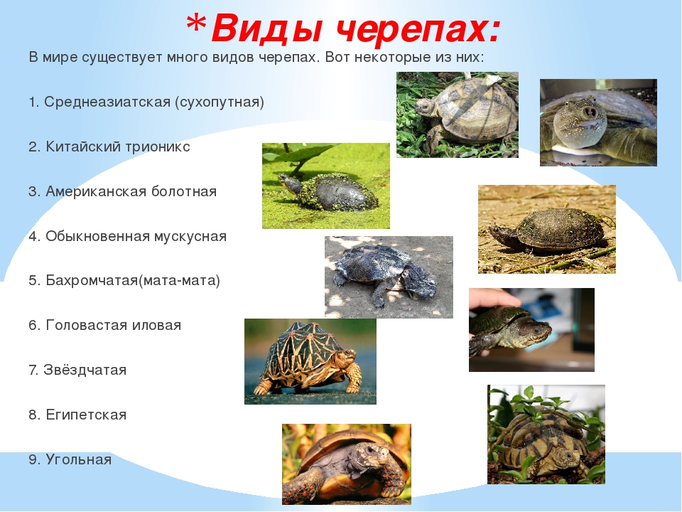 ᐉ черепахи в россии: какие разновидности живут и водятся в нашей природе - zoopalitra-spb.ru