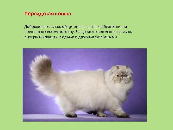 Сколько живут персидские шиншиллы? описание породы персидских кошек