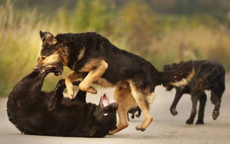 Коррекция поведения агрессивной собаки