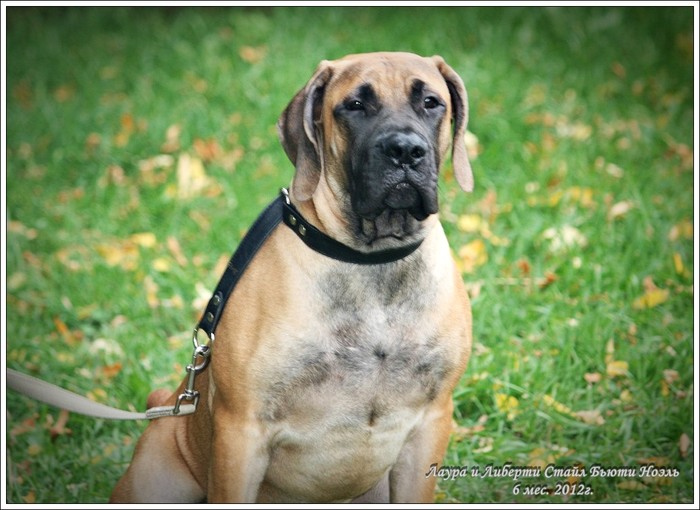Описание породы собак южноафриканский бурбуль с отзывами владельцев и фото