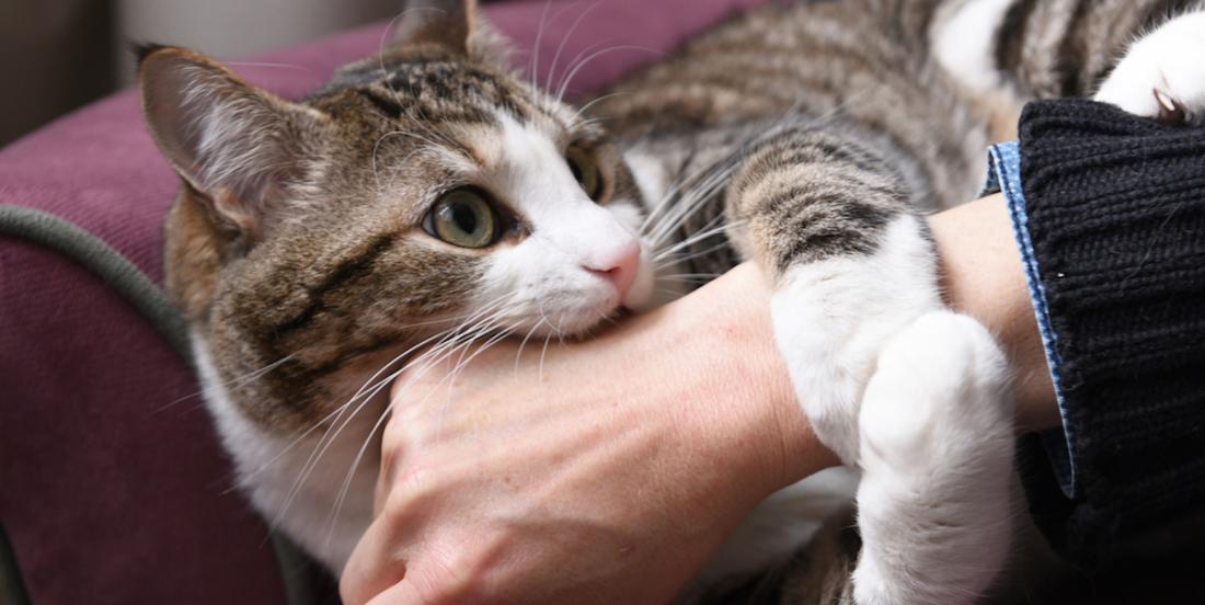 Болезнь кошачьих царапин - симптомы болезни, профилактика и лечение болезни кошачьих царапин, причины заболевания и его диагностика на eurolab