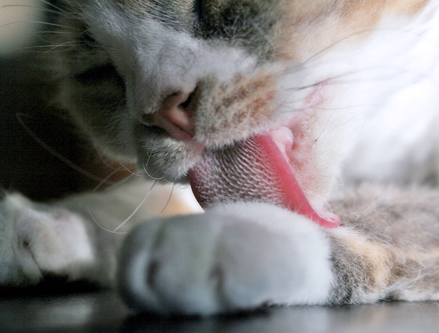 Почему у кошек такой шершавый язык