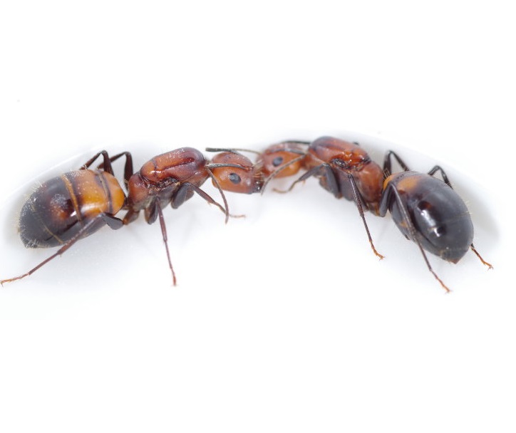 Camponotus parius & camponotus nicobarensis | клуб любителей муравьев