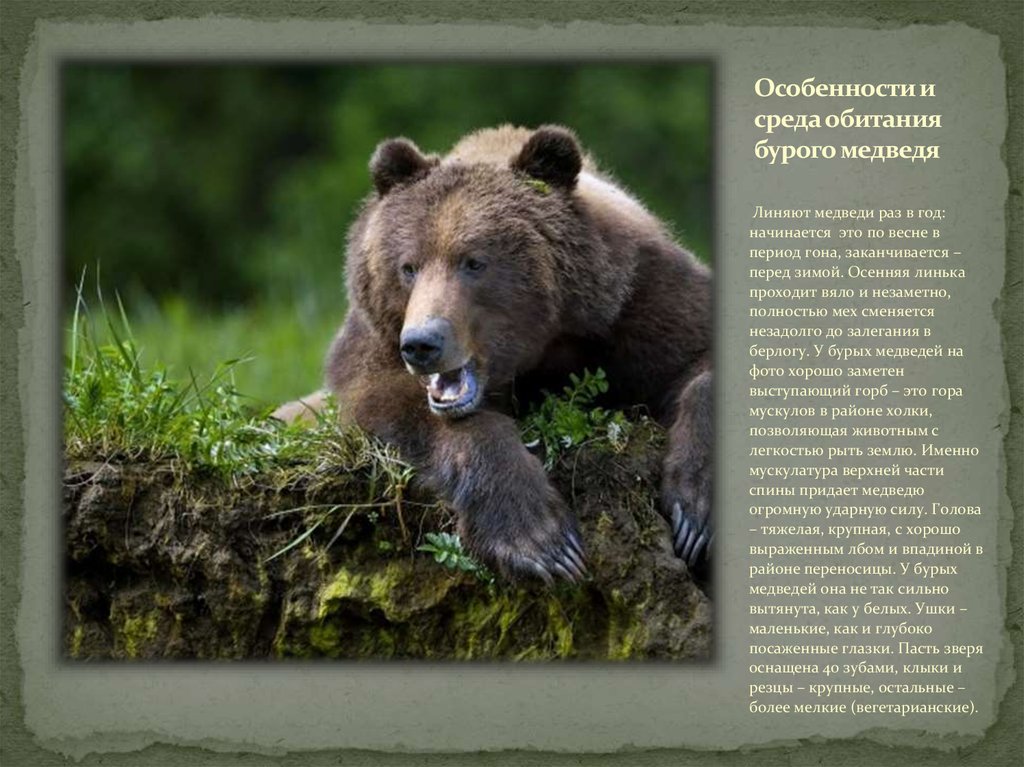 Бурый медведь порядок. Среда обитания бурого медведя. Образ жизни медведя. Описание жизни медведя. Образ жизни бурого медведя.