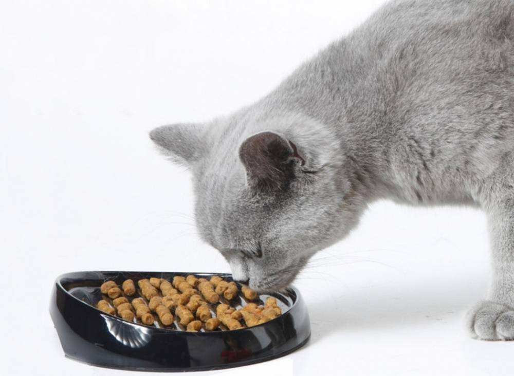 Натуральное питание британских кошек: нормы кормления и режим